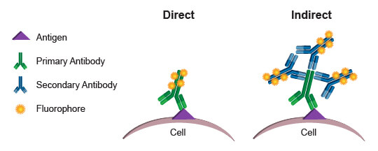 Comparison of direct and indirect conjugation methods for staining for flow cytometry